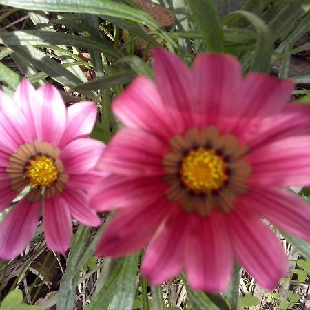 B&B Hermosa Vallermosa Dış mekan fotoğraf