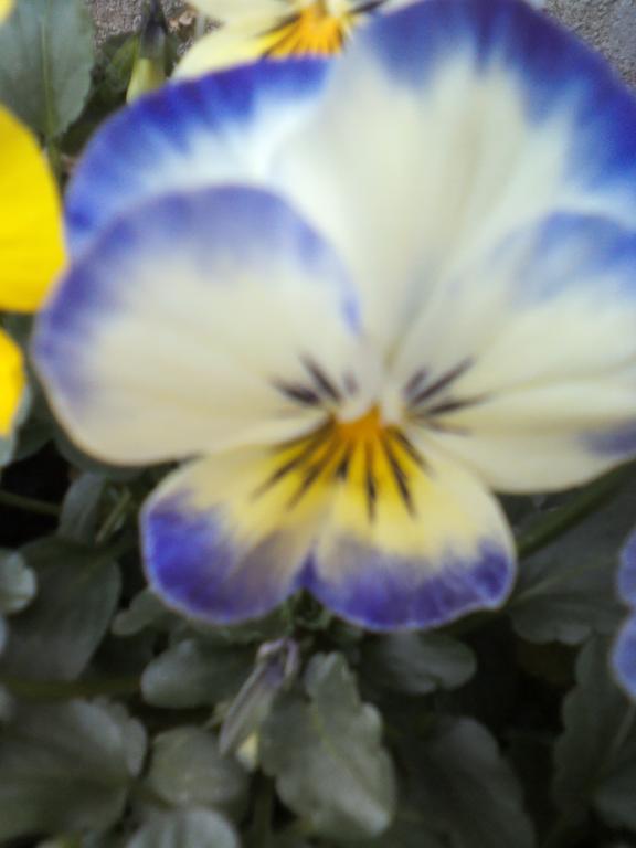 B&B Hermosa Vallermosa Dış mekan fotoğraf