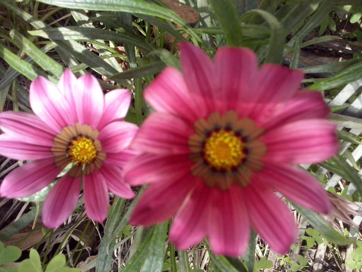 B&B Hermosa Vallermosa Dış mekan fotoğraf